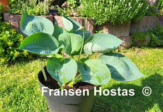 Hosta Abiqua Drinking Gourd